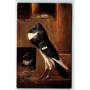 Pigeons Pose Birds Postcard Rustic Artist Signed Muller Wildlife HKM 317 Unused